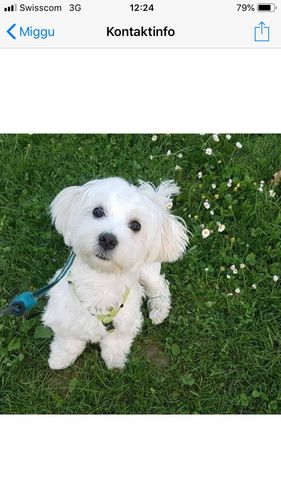 Customer photo review of Mein Hund und ich wir sind so - Personalisiertes Herren Shirt Rückendruck