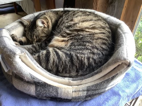 Customer photo review of Yoga Cat