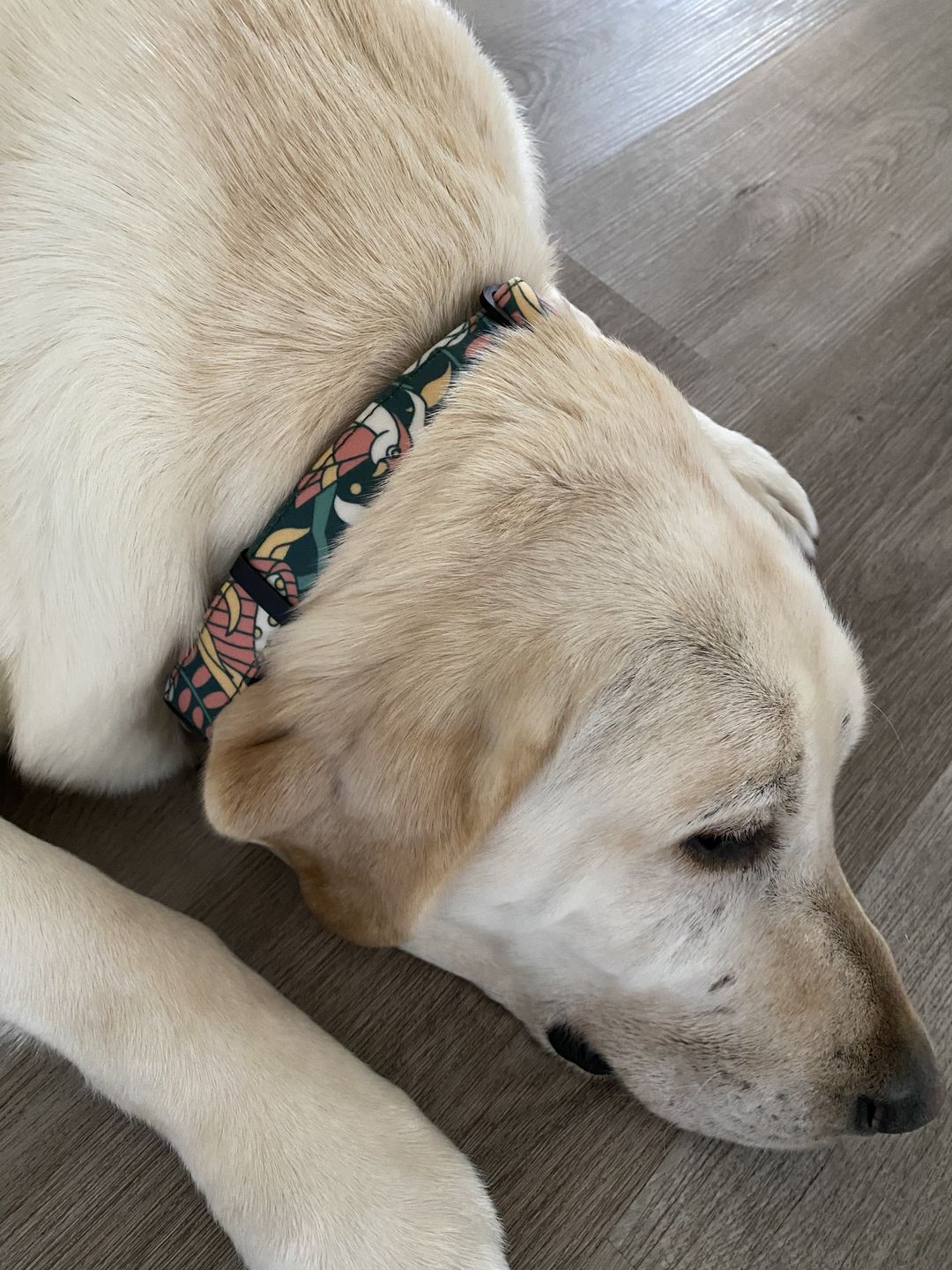 Customer photo review of NOOM: Artist Series Collar