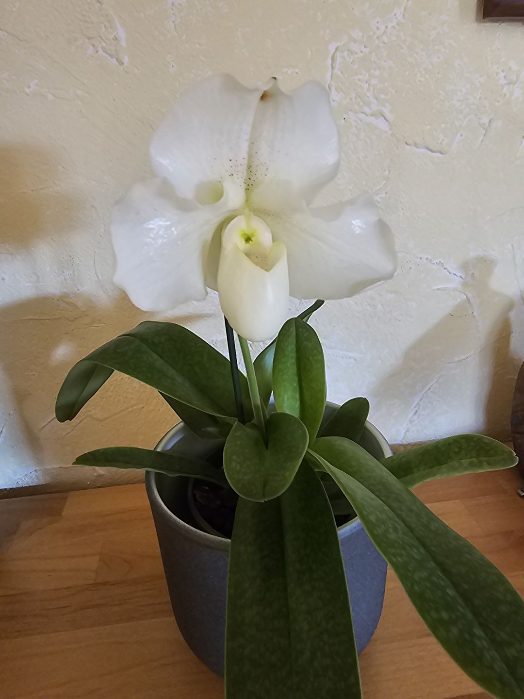 Customer photo review of Frauenschuh Orchidee White Lady