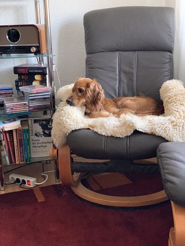 Kundenbewertung mit Foto zu BELISY Bachblüten Globuli für Hunde & Katzen - gegen Juckreiz - 10 g