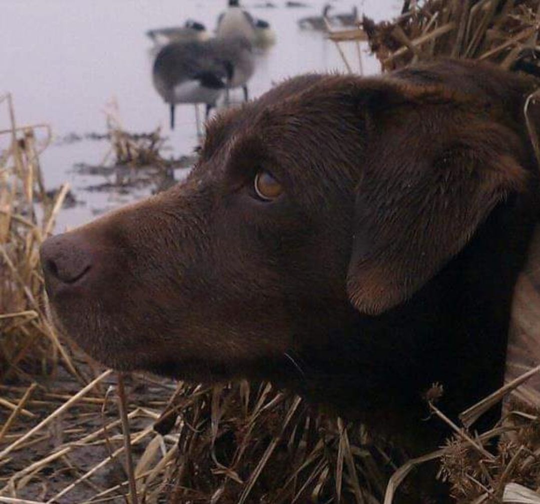 Customer photo review of Puddle Duck Memorial Decoy Urn