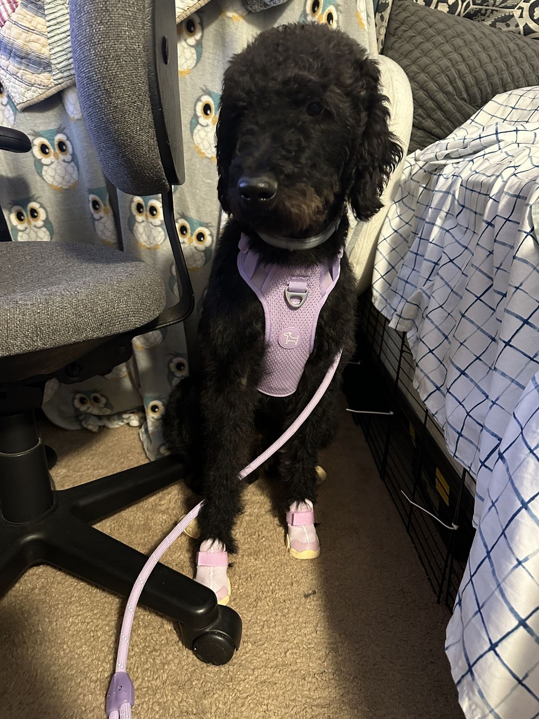 Customer photo review of Commuter Sneaker, Harness and Leash Set