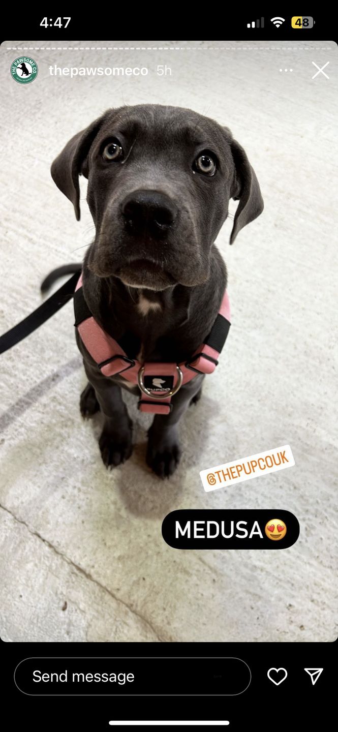Customer photo review of Ultra Harness - Anti pull - Pink