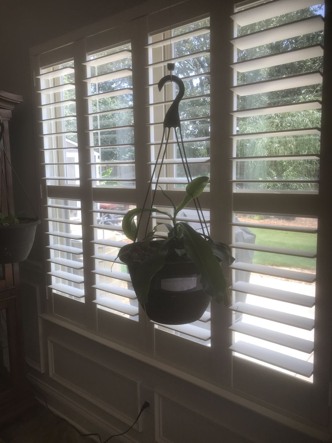Customer photo review of Carnivorous Nepenthes 'Alata'