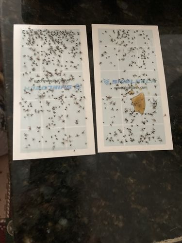 Customer photo review of Shieldeck® BuzzTrap - Plug-In Indoor Insect Smart UV Trap