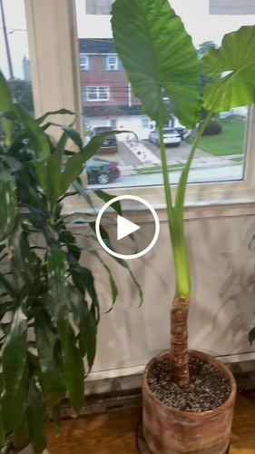 Customer video review of Houseplant Insecticide w/ Neem
