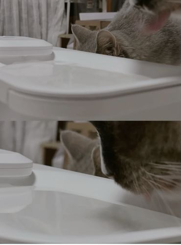 Customer photo review of Michu Wireless Cat Water Fountain - Battery Operated and Automatic with USB Charging for Convenient and Healthy Hydration