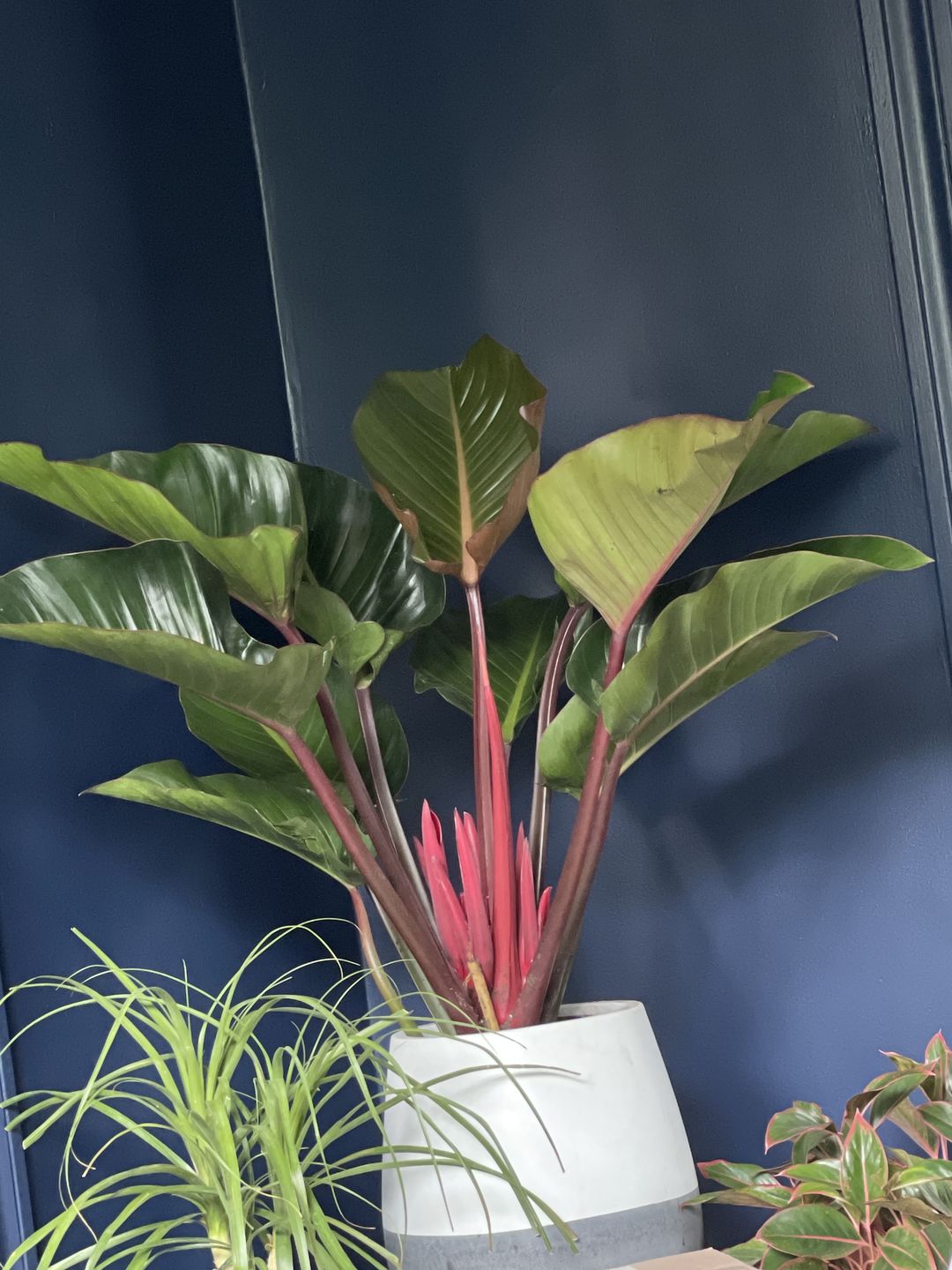 Customer photo review of Philodendron Red Congo, Tropical Forest Plant