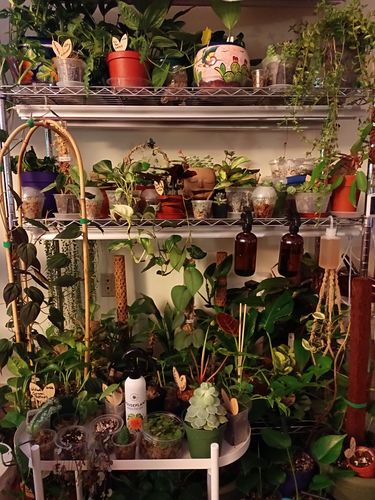 Customer photo review of Houseplant Insecticide w/ Neem