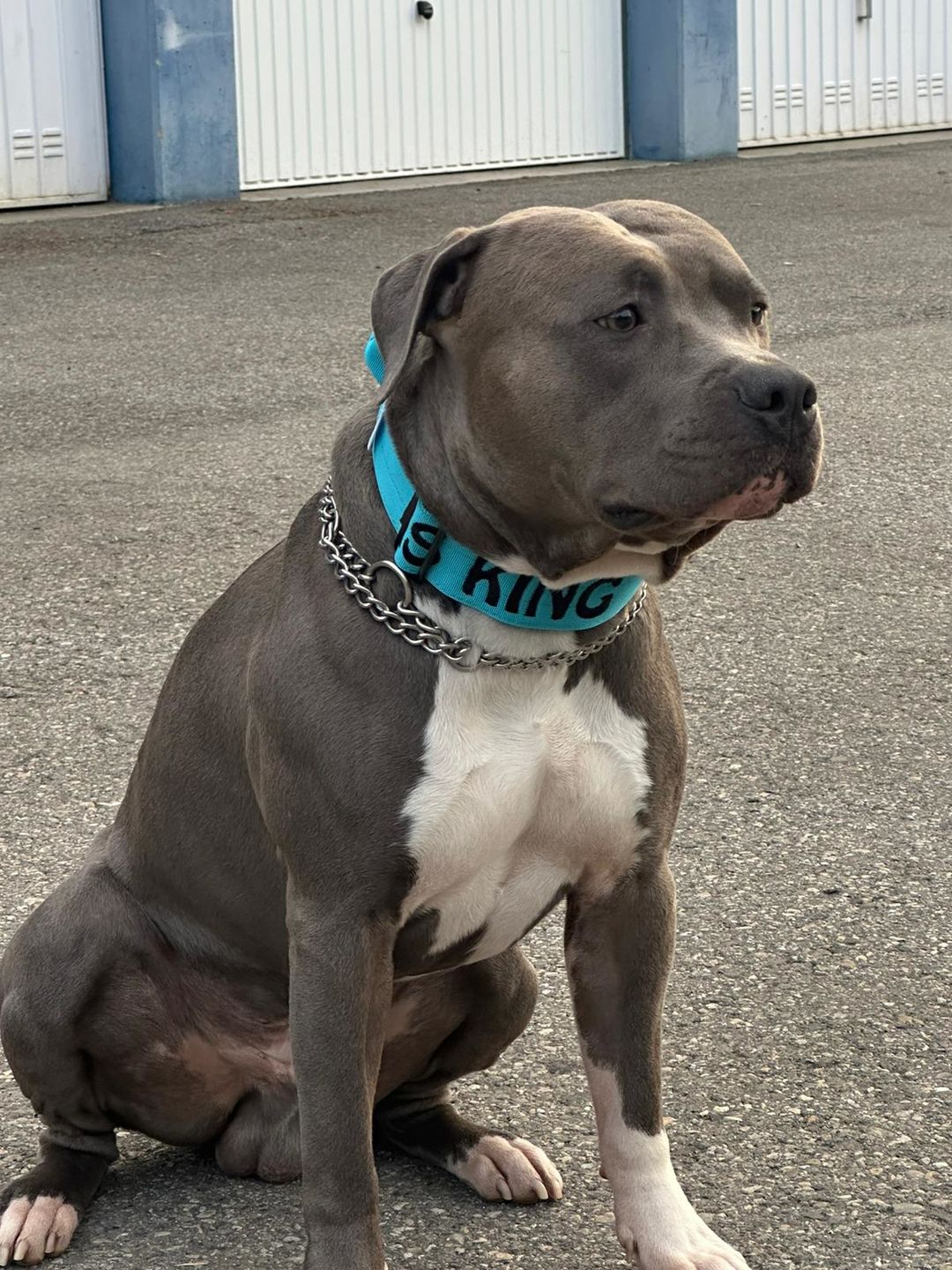 Customer photo review of 5cm Combat® Collar | With Handle & Rated Clip - Light Blue v2.0