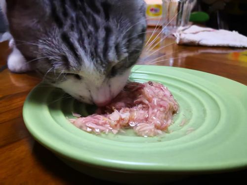 Customer photo review of Michu Premium Ceramic Cat Bowl Set for Discerning Owners