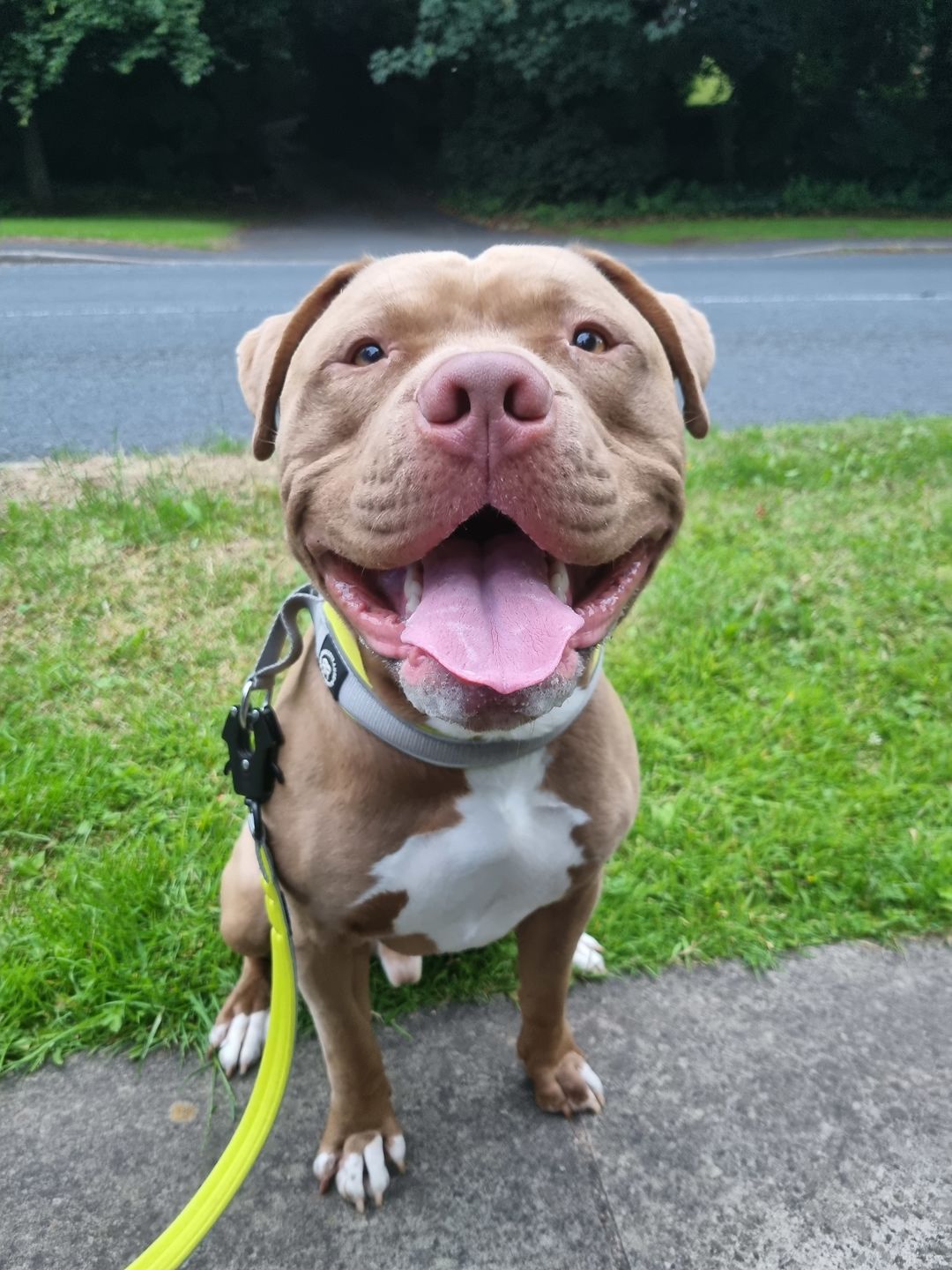 Customer photo review of 4cm RR Collar | Soft Padded & Reflective | Series 2 - Metal Grey & Neon