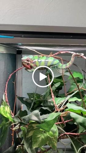 Customer video review of GrubTerra Fresh Black Soldier Fly Larvae for Reptiles