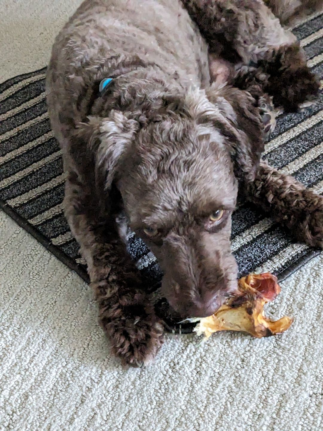 Customer photo review of Chewy Ostrich Knee Tendon. Long-lasting, Natural Dog Chew Treat by Savannah Pet Food