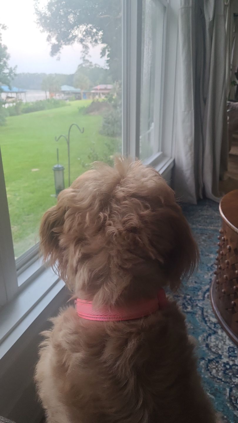 Customer photo review of Pet Pampering Spray