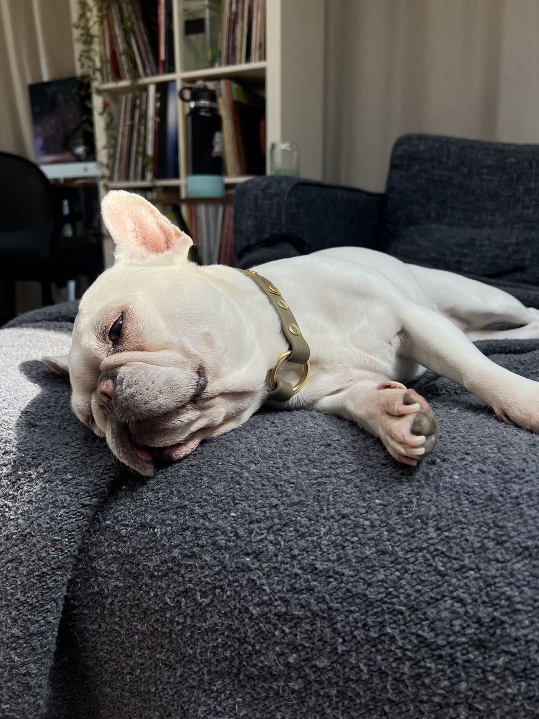 Customer photo review of House Collar
