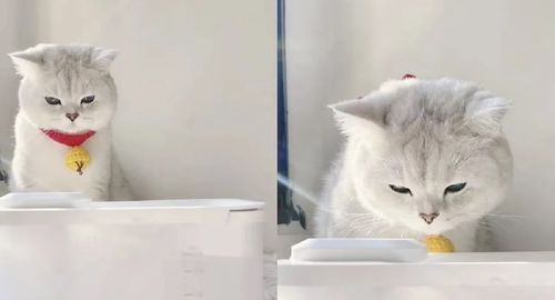 Customer photo review of Michu Wireless Cat Water Fountain - Battery Operated and Automatic with USB Charging for Convenient and Healthy Hydration