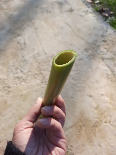 Customer photo review of Schärfen Rasiermesser - Von einem Meister gemacht