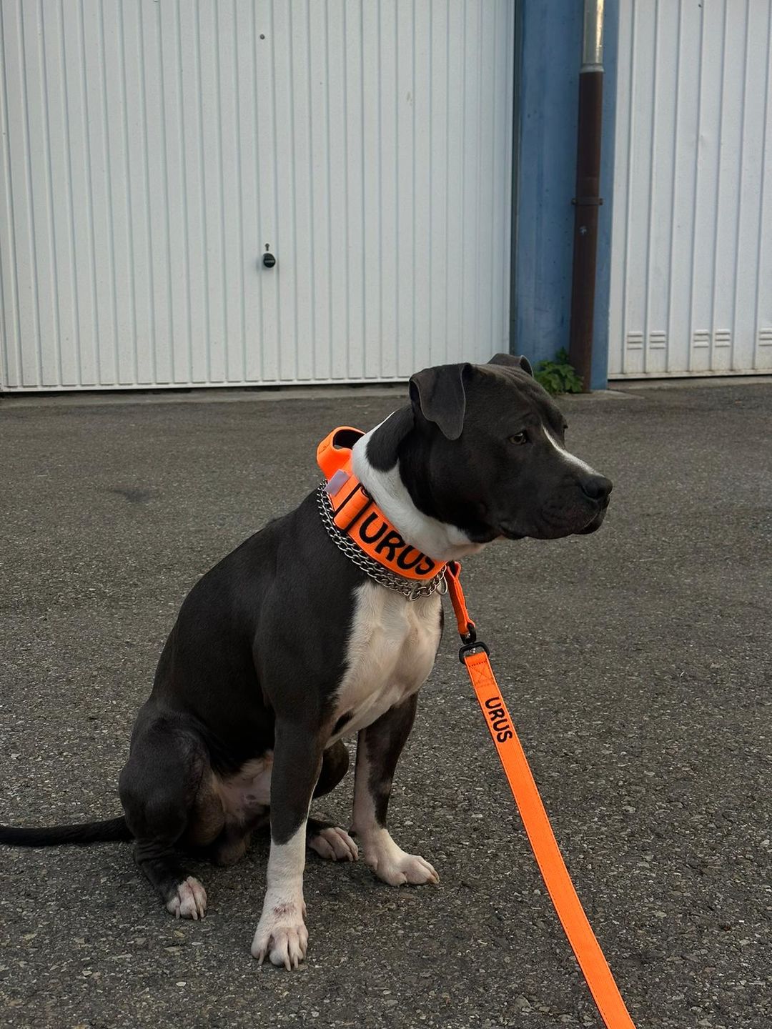 Customer photo review of 1.4m Swivel Combat Lead | Neoprene Lined, Secure Rated Clip with Soft Handle - Orange