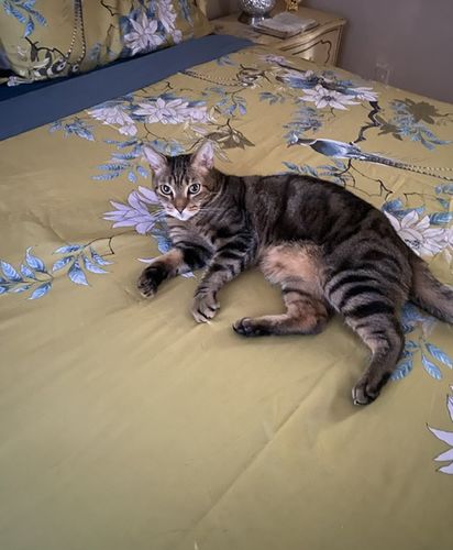 Customer photo review of Golden Birds - Bedding Set