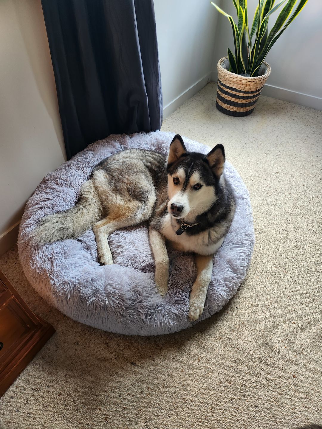 Customer photo review of Brooklyn® Deep Sleep Pet Bed