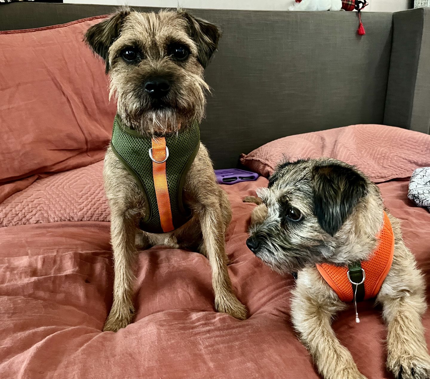 Customer photo review of Color-Block Padded Harness