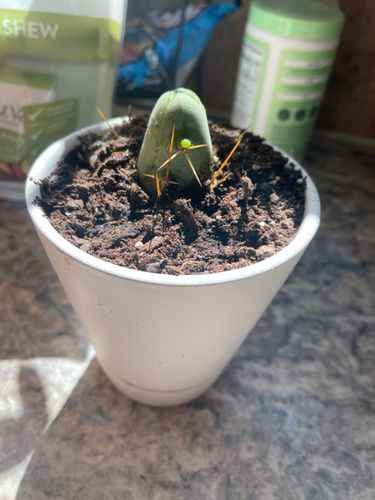 Customer photo review of Penis Cactus | Trichocereus bridgesii monstrose