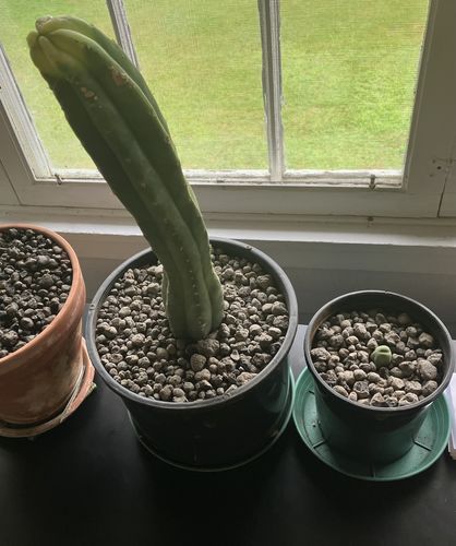 Customer photo review of San Pedro Cactus | Echinopsis (Trichocereus) pachanoi