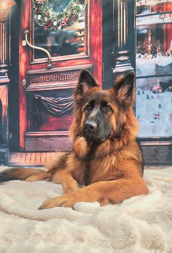 Customer photo review of Kate Retro Christmas Backdrop Downtown Store for Photography