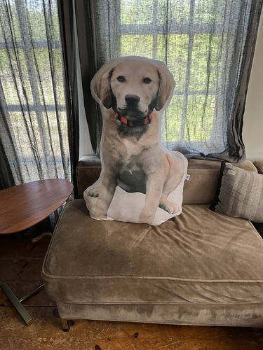 Customer photo review of Create A Custom Dog Pillow