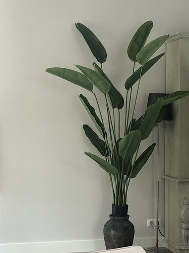 Customer photo review of Kunst Bananenplant Serie A 210cm