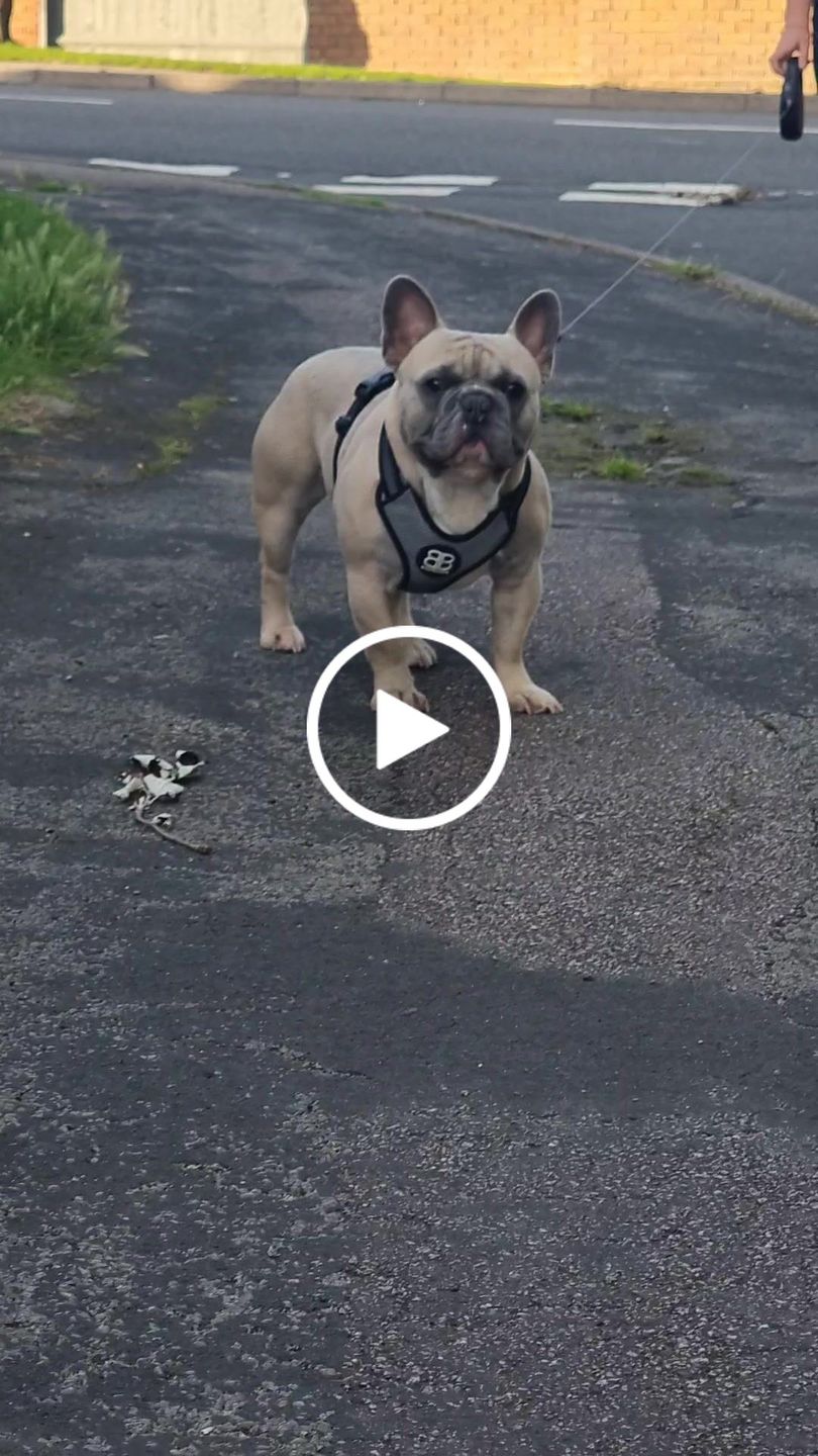 Customer video review of Active Harness | With Handle - Padded Lining & Highly Reflective - Black