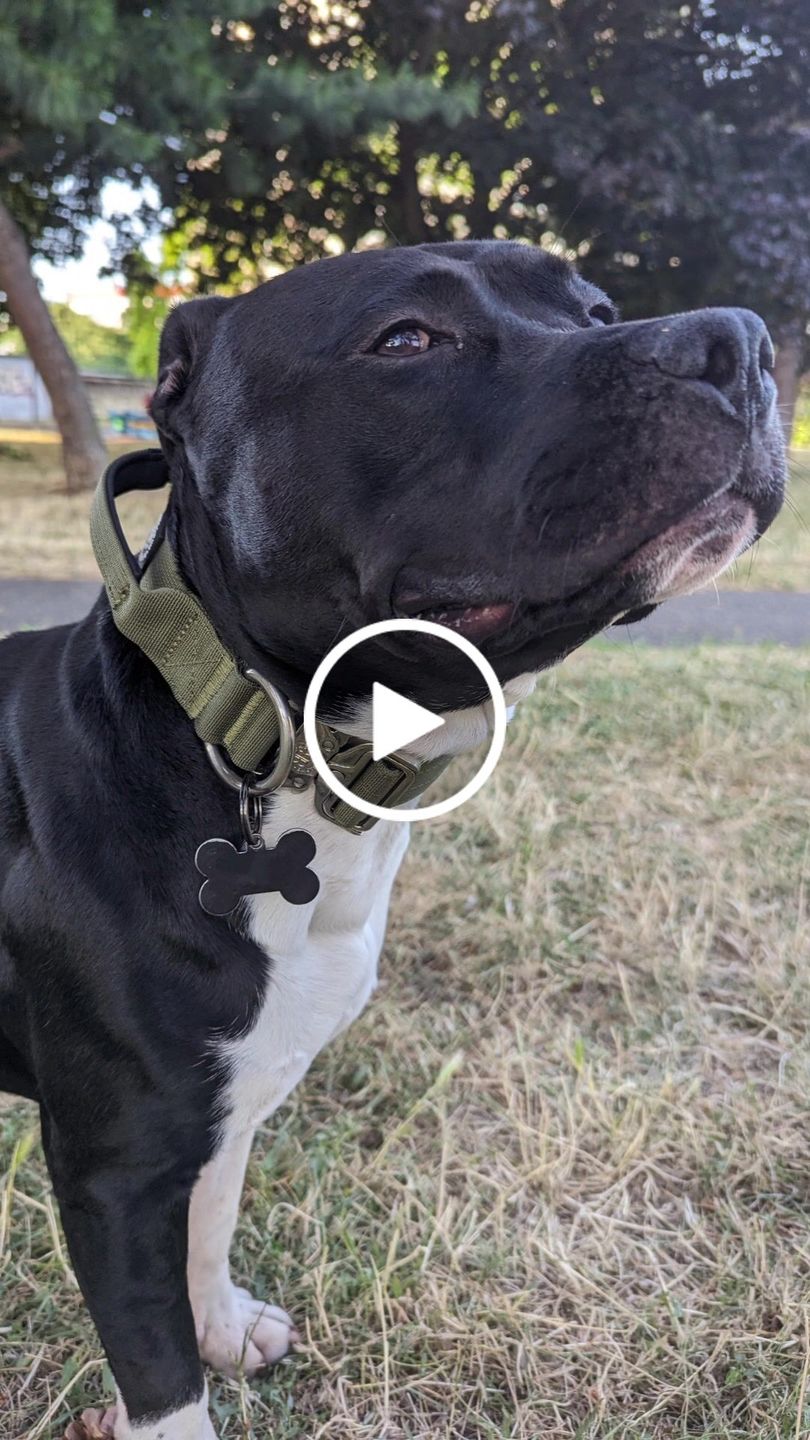Customer video review of 4cm Combat® Collar | With Handle & Rated Clip -  Khaki v2.0