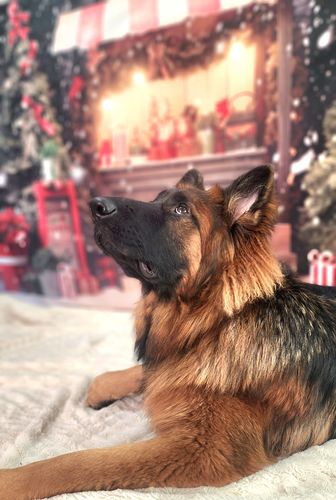 Customer photo review of Kate Christmas Shop Night Backdrop Designed by Chain Photography