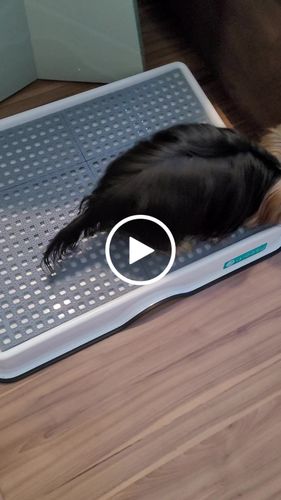 Customer video review of Weasy Cão