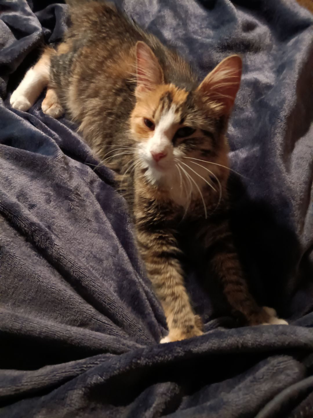 Customer photo review of Waterproof Splash Blanket™️ - Purple Smoke Double Veluxe
