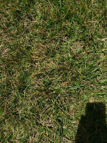 Customer photo review of Cleary's 3336F Fungicide