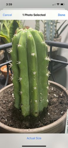 Customer photo review of San Pedro Cactus | Echinopsis (Trichocereus) pachanoi