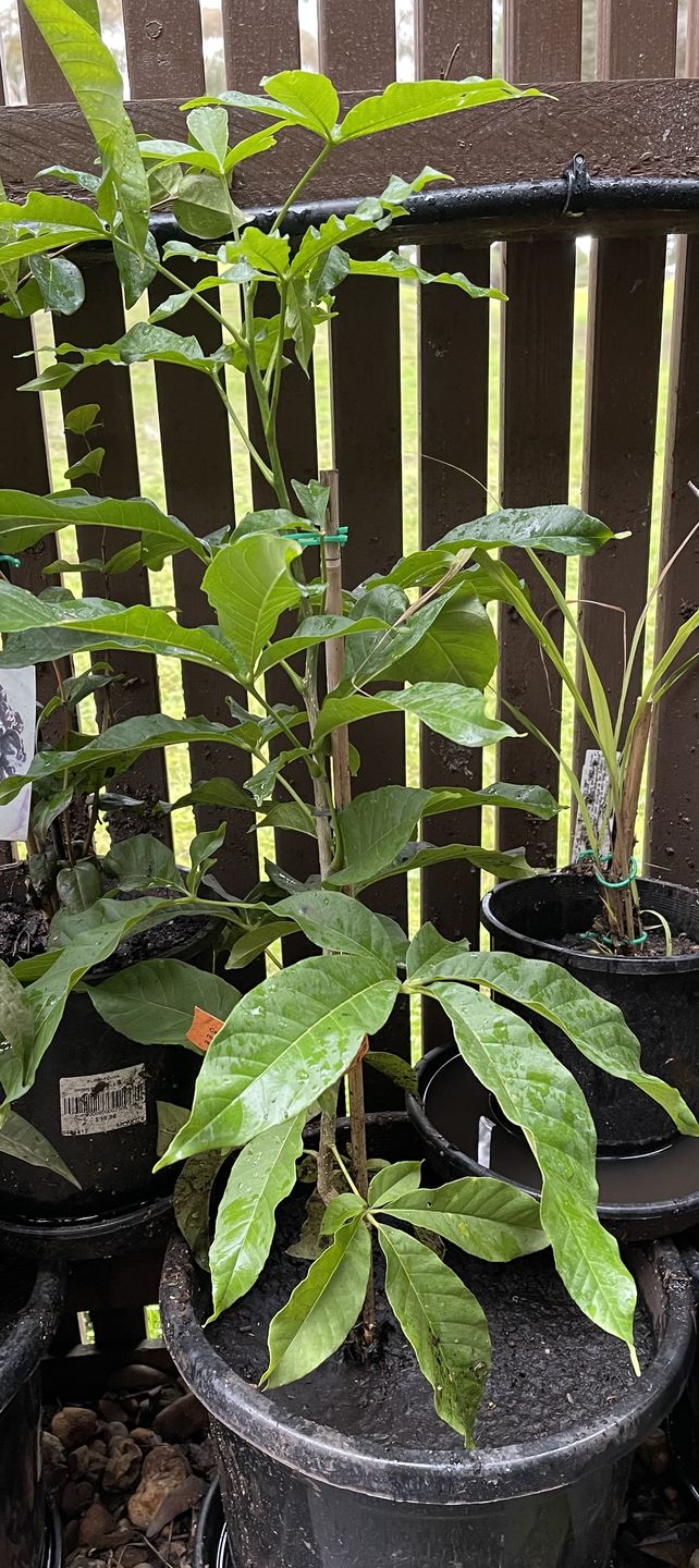 Customer photo review of White Sapote