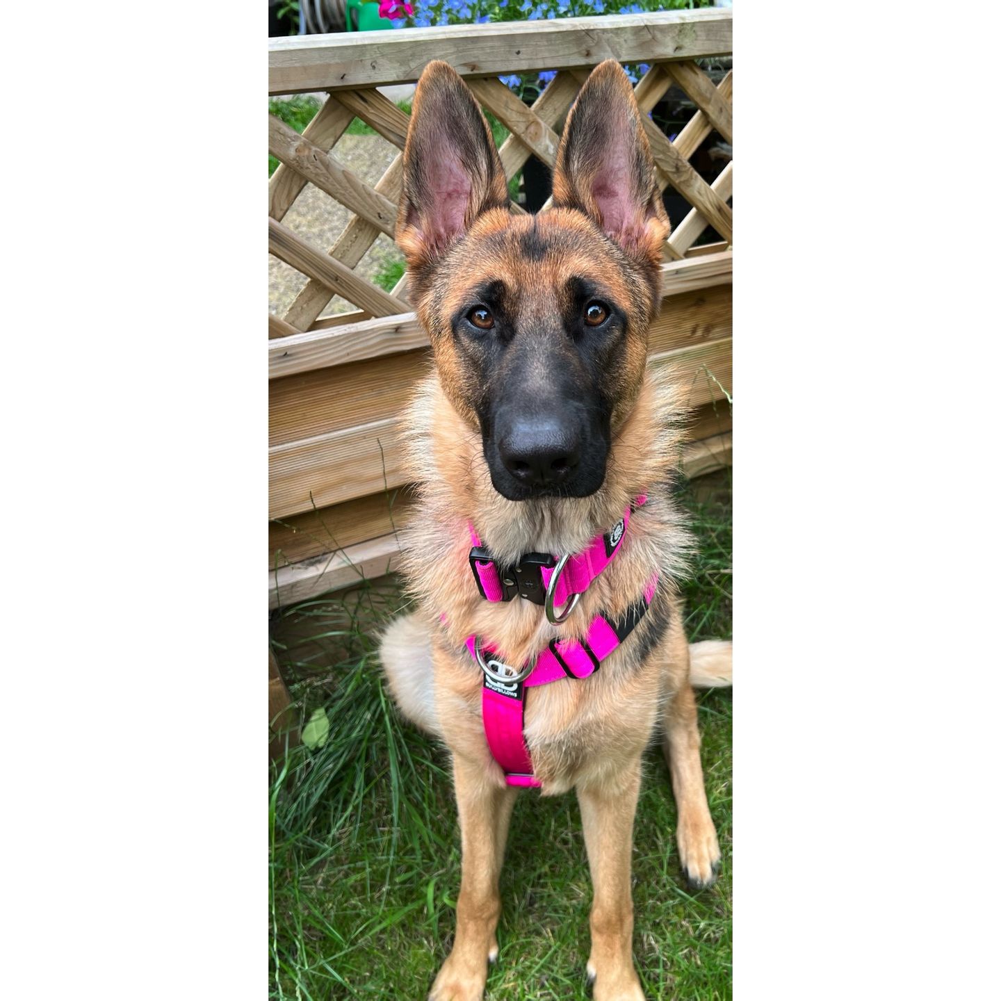 Customer photo review of TRI-Harness® | Anti-Pull, Adjustable & Durable - Dog Trainers Choice - Magenta v2.0