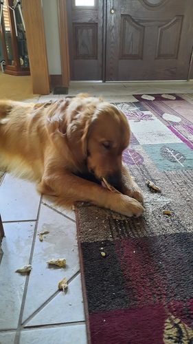 Customer photo review of Splinter-Free Ostrich Hip Bone. Long-lasting, Natural Dog Gnaw Treat by Savannah Pet Food