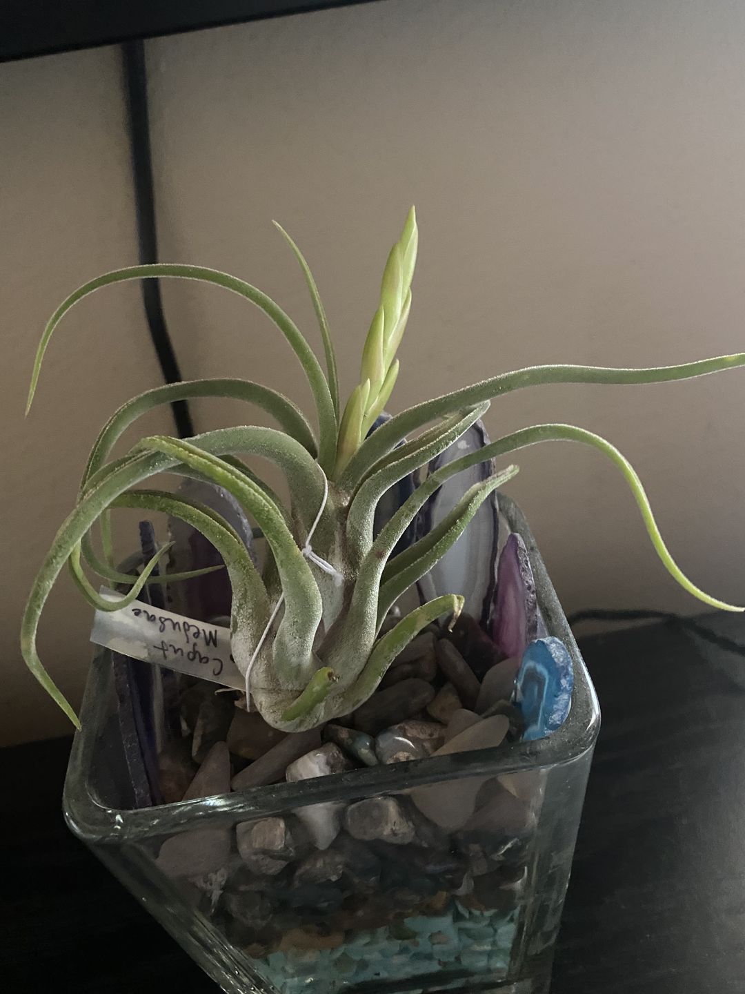 Customer photo review of Caput Medusae  (Beginner Friendly!)
