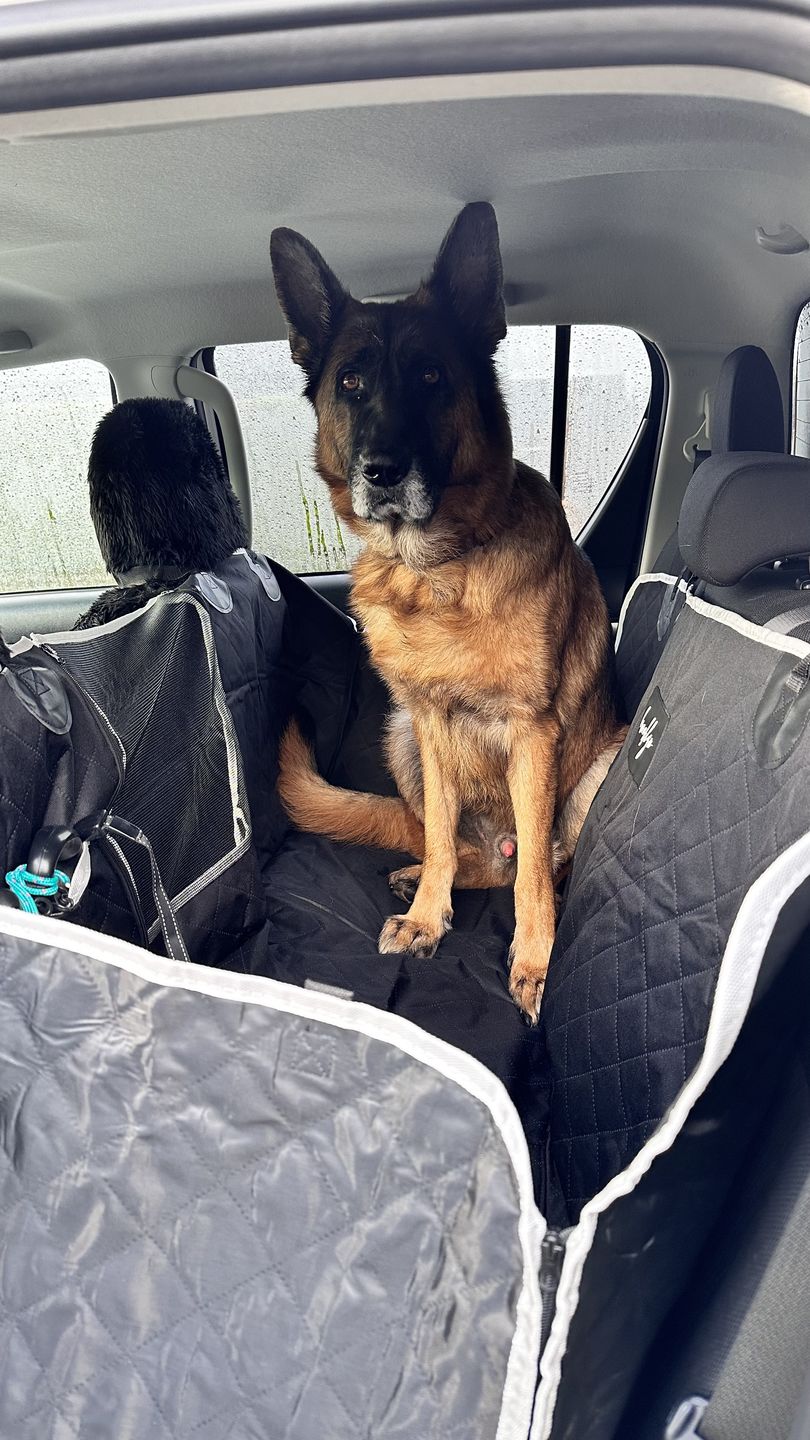 Customer photo review of Brooklyn® Dog Car Seat Cover