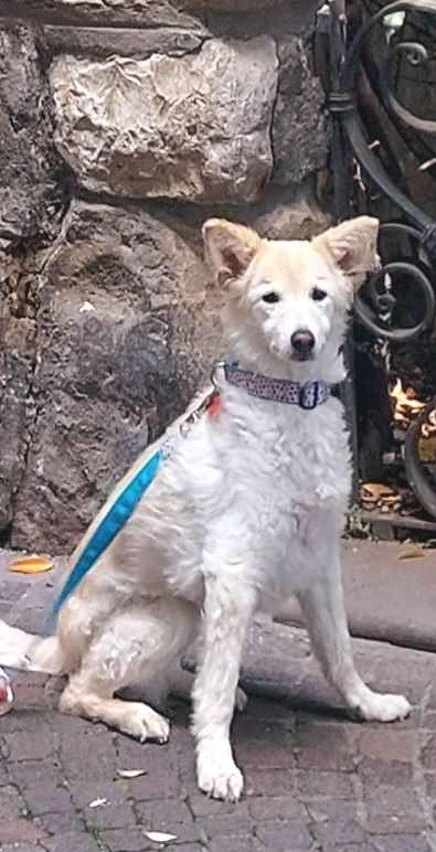 Customer photo review of DNA Test Rassebestimmung Basic Hund