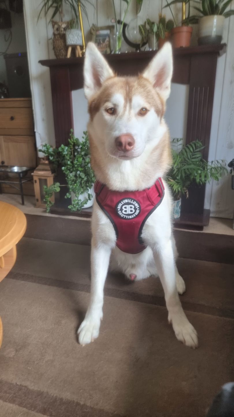 Customer photo review of Premium Comfort Harness | Non Restrictive & Adjustable - Burgundy v2.0