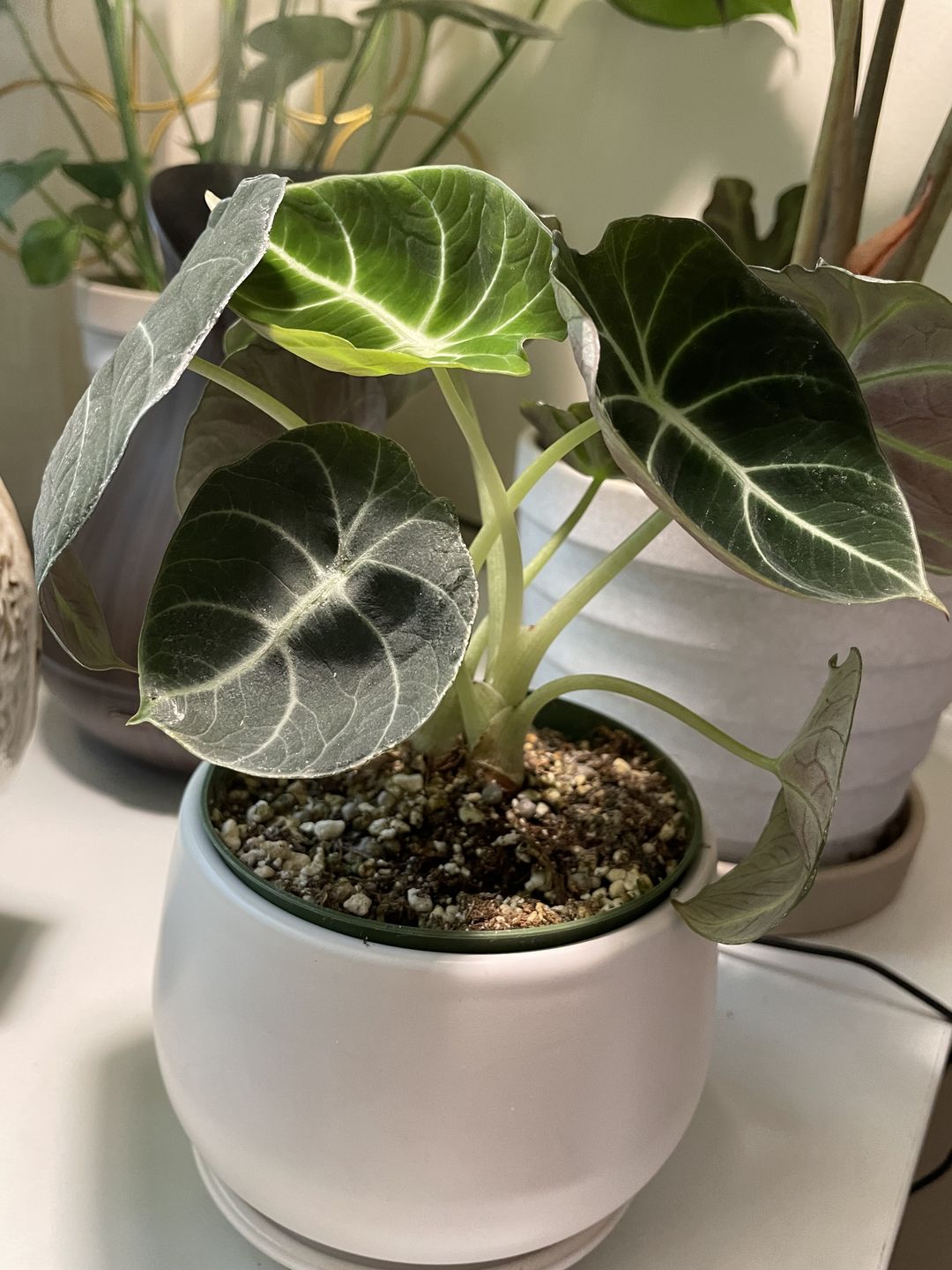 Customer photo review of Alocasia reginula "Black Velvet"