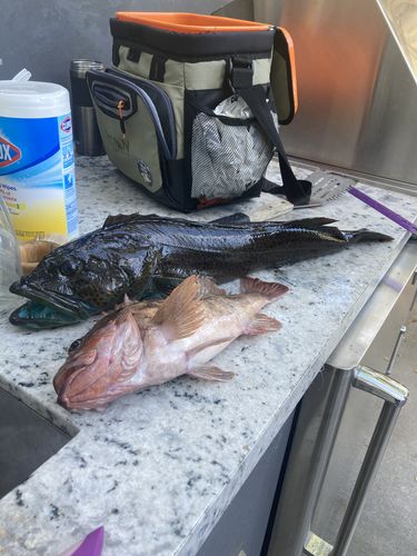 Customer photo review of Ocean Bobber Rig Kit 2 Pack w/ Pre-Tied Leaders and Hooks