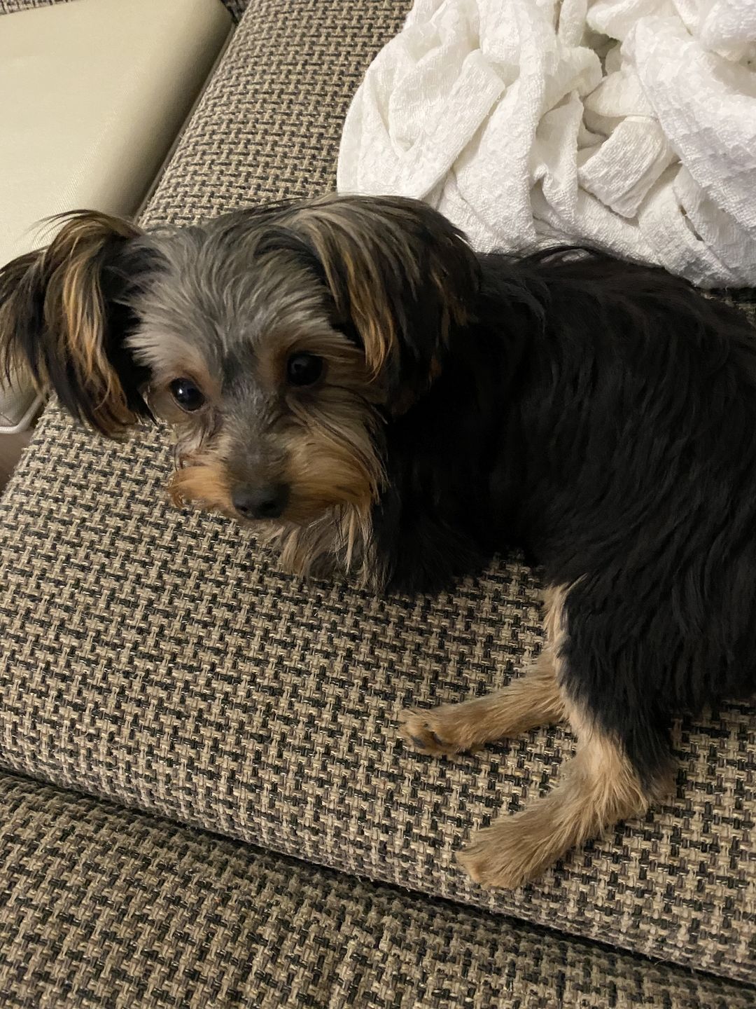 Customer photo review of Custom Photo My Love For You Is Always Here - Memorial Personalized Custom Pillow - Sympathy Gift, Gift For Pet Owners, Pet Lovers