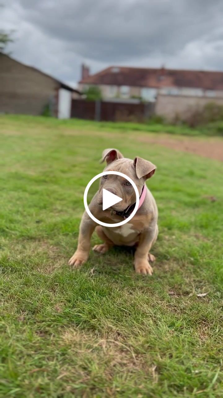 Customer video review of 2.5cm Combat® Collar | With Handle & Rated Clip - Pink v2.0